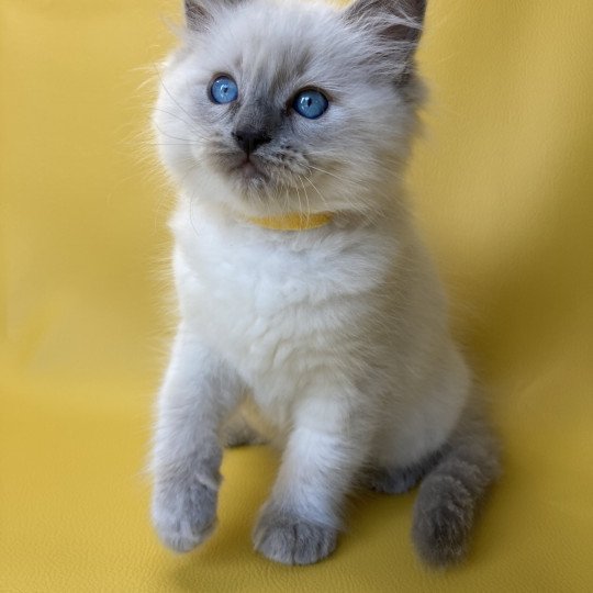 chaton Ragdoll blue point Salto Les Ragdolls de la Croisette