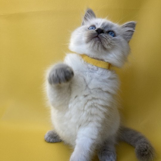 chaton Ragdoll blue point Salto Les Ragdolls de la Croisette