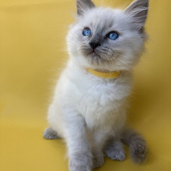 chaton Ragdoll blue point Salto Les Ragdolls de la Croisette