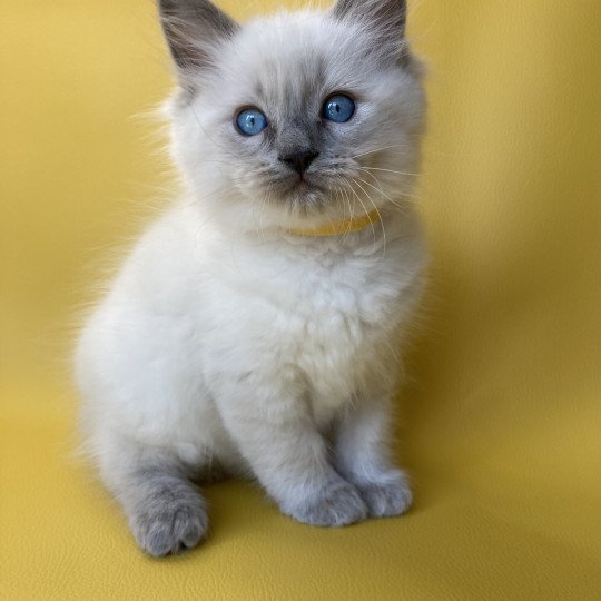 chaton Ragdoll blue point Salto Les Ragdolls de la Croisette