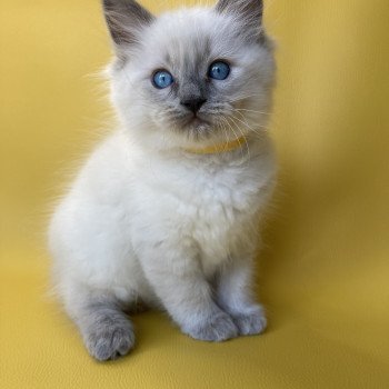 chaton Ragdoll blue point Salto Les Ragdolls de la Croisette