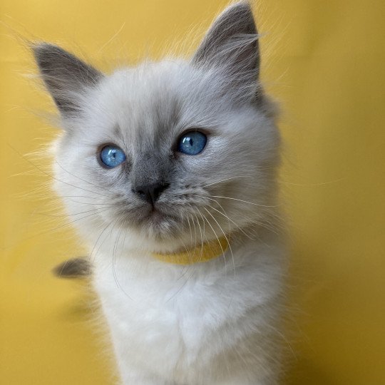 chaton Ragdoll blue point Salto Les Ragdolls de la Croisette