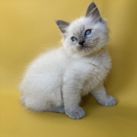 chaton Ragdoll blue point Salto Les Ragdolls de la Croisette