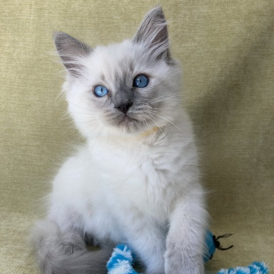 chaton Ragdoll blue point Salto Les Ragdolls de la Croisette