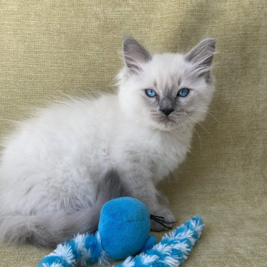 chaton Ragdoll blue point Salto Les Ragdolls de la Croisette