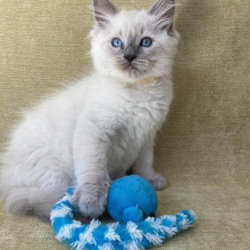 chaton Ragdoll blue point Salto Les Ragdolls de la Croisette