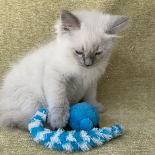 chaton Ragdoll blue point Salto Les Ragdolls de la Croisette