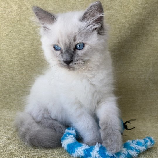 chaton Ragdoll blue point Salto Les Ragdolls de la Croisette