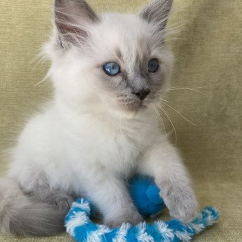 chaton Ragdoll blue point Salto Les Ragdolls de la Croisette