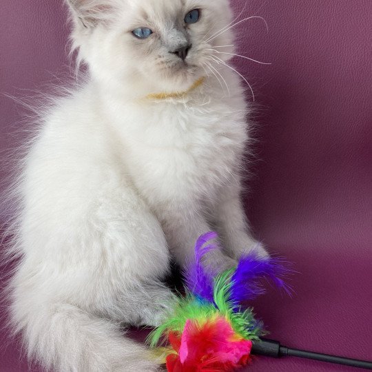 chaton Ragdoll blue point Salto Les Ragdolls de la Croisette