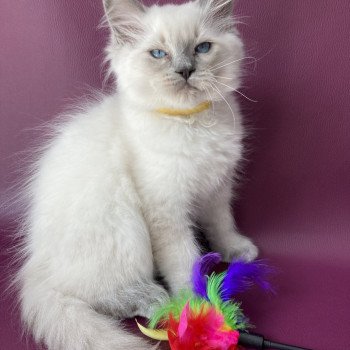 chaton Ragdoll blue point Salto Les Ragdolls de la Croisette