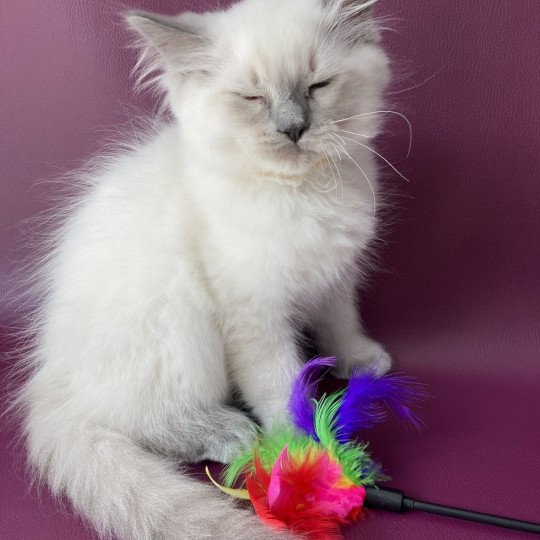 chaton Ragdoll blue point Salto Les Ragdolls de la Croisette