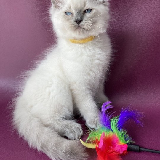 chaton Ragdoll blue point Salto Les Ragdolls de la Croisette