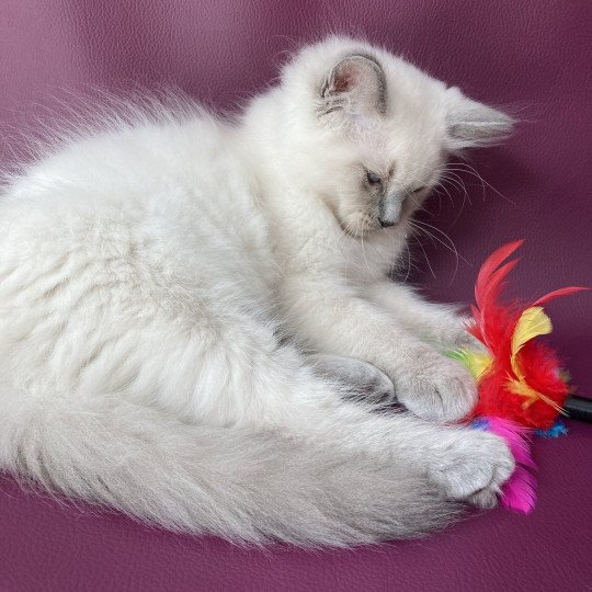 chaton Ragdoll blue point Salto Les Ragdolls de la Croisette