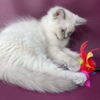 chaton Ragdoll blue point Salto Les Ragdolls de la Croisette