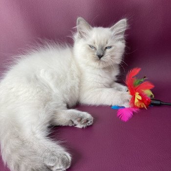 chaton Ragdoll blue point Salto Les Ragdolls de la Croisette