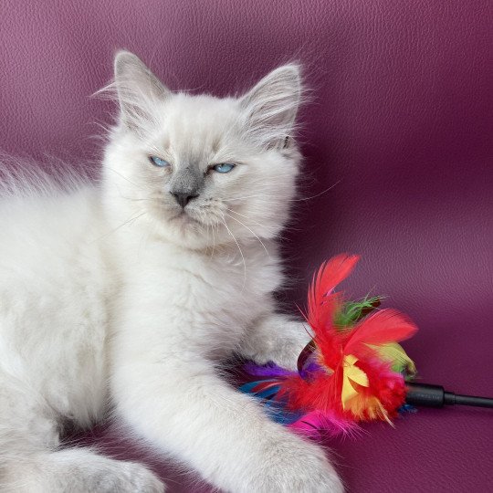 chaton Ragdoll blue point Salto Les Ragdolls de la Croisette