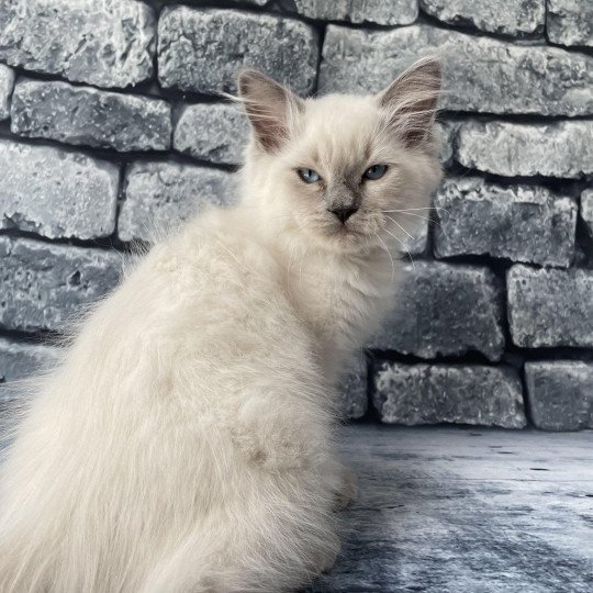 chaton Ragdoll blue point Salto Les Ragdolls de la Croisette