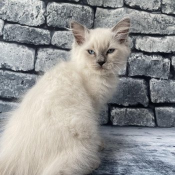 chaton Ragdoll blue point Salto Les Ragdolls de la Croisette