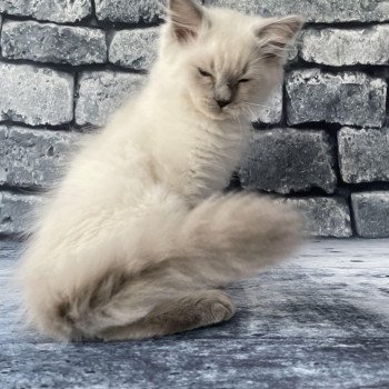 chaton Ragdoll blue point Salto Les Ragdolls de la Croisette