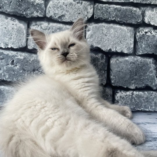 chaton Ragdoll blue point Salto Les Ragdolls de la Croisette