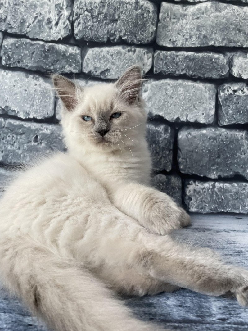 Salto de la Croisette De La Croisette Mâle Ragdoll