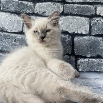 chaton Ragdoll blue point Salto Les Ragdolls de la Croisette