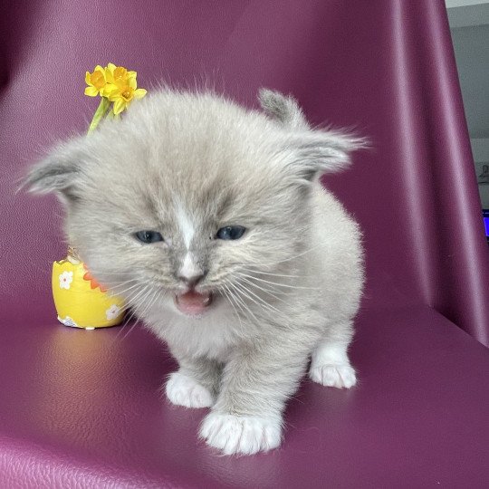 chaton Ragdoll blue mink mitted Ugg Jaune Les Ragdolls de la Croisette