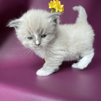 chaton Ragdoll blue mink mitted Ugg Jaune Les Ragdolls de la Croisette chaton Ragdoll blue mink mitted Ugg Jaune Les Ragdolls de la Croisette