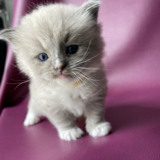 chaton Ragdoll blue mink mitted Ugg Jaune Les Ragdolls de la Croisette