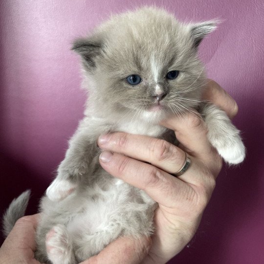 chaton Ragdoll blue mink mitted Ugg Jaune Les Ragdolls de la Croisette