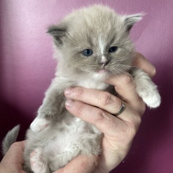 chaton Ragdoll blue mink mitted Ugg Jaune Les Ragdolls de la Croisette chaton Ragdoll blue mink mitted Ugg Jaune Les Ragdolls de la Croisette
