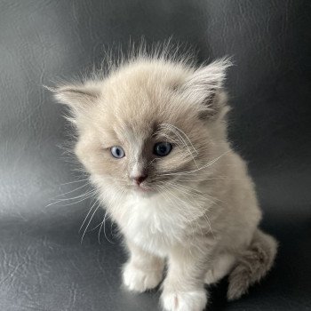 chaton Ragdoll blue mink mitted Ugg Jaune Les Ragdolls de la Croisette chaton Ragdoll blue mink mitted Ugg Jaune Les Ragdolls de la Croisette