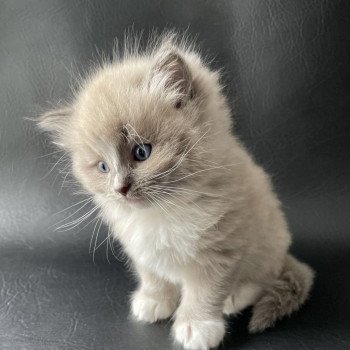 chaton Ragdoll blue mink mitted Ugg Jaune Les Ragdolls de la Croisette chaton Ragdoll blue mink mitted Ugg Jaune Les Ragdolls de la Croisette