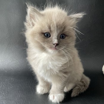 chaton Ragdoll blue mink mitted Ugg Jaune Les Ragdolls de la Croisette