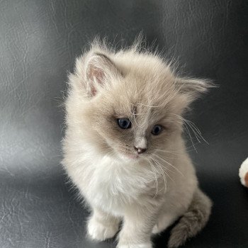 chaton Ragdoll blue mink mitted Ugg Jaune Les Ragdolls de la Croisette chaton Ragdoll blue mink mitted Ugg Jaune Les Ragdolls de la Croisette