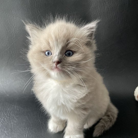 chaton Ragdoll blue mink mitted Ugg Jaune Les Ragdolls de la Croisette