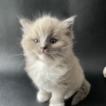 chaton Ragdoll blue mink mitted Ugg Jaune Les Ragdolls de la Croisette chaton Ragdoll blue mink mitted Ugg Jaune Les Ragdolls de la Croisette