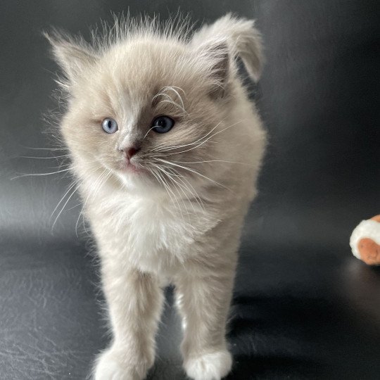 chaton Ragdoll blue mink mitted Ugg Jaune Les Ragdolls de la Croisette