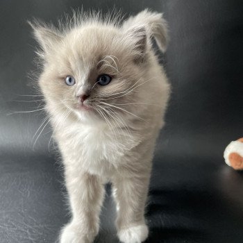 chaton Ragdoll blue mink mitted Ugg Jaune Les Ragdolls de la Croisette chaton Ragdoll blue mink mitted Ugg Jaune Les Ragdolls de la Croisette