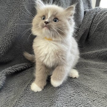 chaton Ragdoll blue mink mitted Ugg Les Ragdolls de la Croisette chaton Ragdoll blue mink mitted Ugg Les Ragdolls de la Croisette