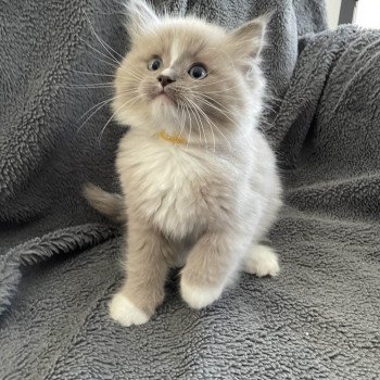 chaton Ragdoll blue mink mitted Ugg Les Ragdolls de la Croisette