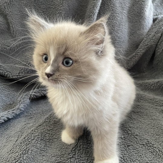 chaton Ragdoll blue mink mitted Ugg Les Ragdolls de la Croisette