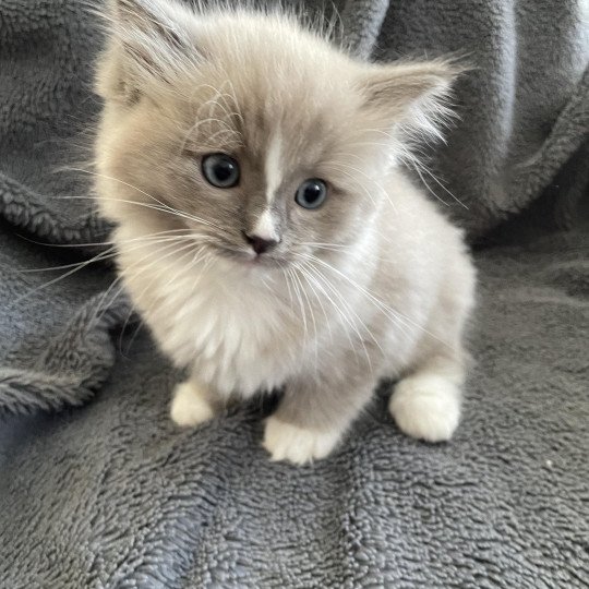 chaton Ragdoll blue mink mitted Ugg Les Ragdolls de la Croisette