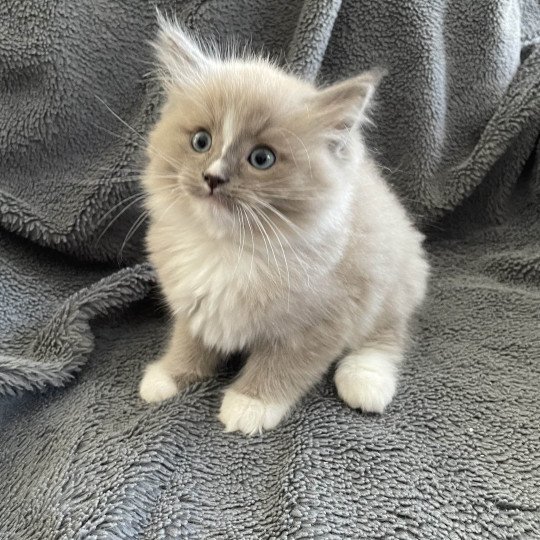 chaton Ragdoll blue mink mitted Ugg Les Ragdolls de la Croisette