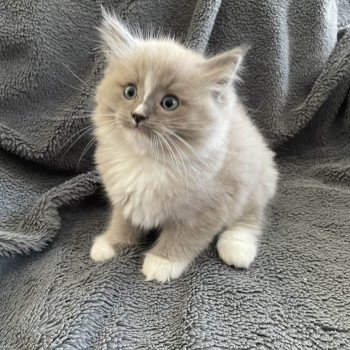 chaton Ragdoll blue mink mitted Ugg Les Ragdolls de la Croisette