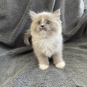 chaton Ragdoll blue mink mitted Ugg Les Ragdolls de la Croisette