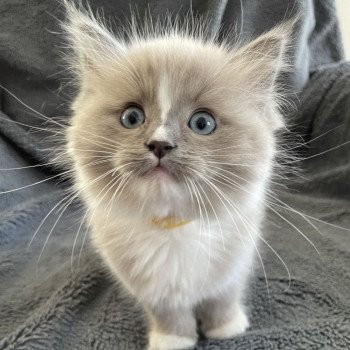 chaton Ragdoll blue mink mitted Ugg Les Ragdolls de la Croisette