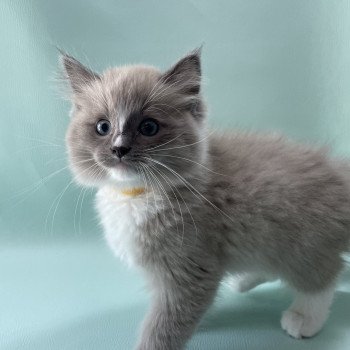 chaton Ragdoll blue mink mitted Ugg Les Ragdolls de la Croisette chaton Ragdoll blue mink mitted Ugg Les Ragdolls de la Croisette