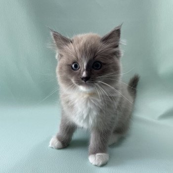 chaton Ragdoll blue mink mitted Ugg Les Ragdolls de la Croisette chaton Ragdoll blue mink mitted Ugg Les Ragdolls de la Croisette